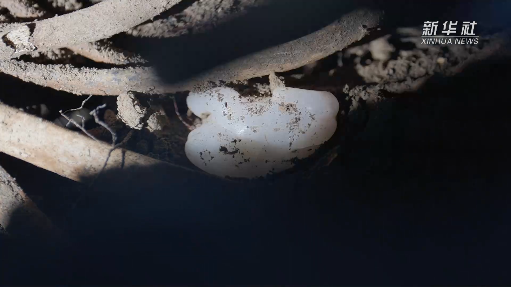 畅享高清流畅的体育赛事直播体验，不错过任何精彩瞬间。 - 鲸鱼体育